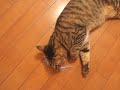 くるねこ大和 出発のトッティ トッティ