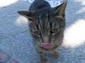 Inquisitive cats sniffing the camera Inquisitive cats sniffing the camera