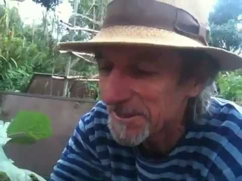 how to harvest peanuts