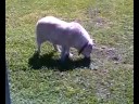 Ellie walking in park 2