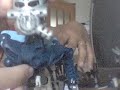 reptillian and sbear reptillian