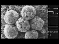 Effects of the increase of CO2 on marine ecosystems