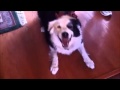 Sneezing Dogs Compliation