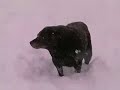Labradoodle Snow Romp