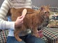 Safari&reg; Bristle Brush For Cats