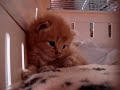 Humza Hiccups