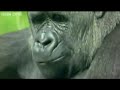 Talking Animals