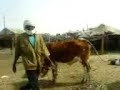Nouakchott sheep market