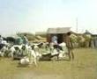 Nouakchott sheep market