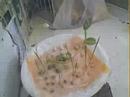 Amazing video germination of seeds