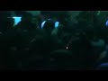 DJ NIKHIL CHINAPPA & DJ KASH LIVE @ ESCPAE AHMEDABAD
