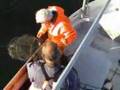 De sidste fjordfiskere fanger hummer på Limfjorden i Danmark
