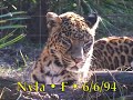 Leopards of Big Cat Rescue Leopards of Big Cat Rescue