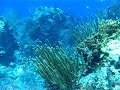 Florida Keys Coral Reefs are filled with fish Florida Keys Coral Reefs are filled with fish