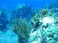 Florida Keys Coral Reefs are filled with fish