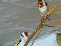Darrrrek - Breeding Carduelis Major23