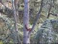 videos de esquilos.wmv
