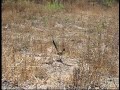 Sheltie meets Roadrunner
