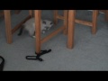 Himalayan baby kitty!!!! Himalayan baby kitty!!!!