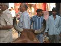 travelling with holy cows travelling with holy cows