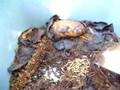 Black soldier fly larvae composting kitchen scraps