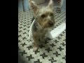 Yorkie Obert caught playing toilet paper