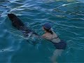 dog swimming