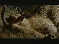 Leopar �n Ceylan Av� belgeseli video.
