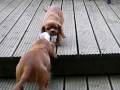 videos de Molly and Poppy - Cavalier King Charles Spaniel Puppys