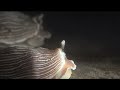 Attack of the Sea Slugs Attack of the Sea Slugs