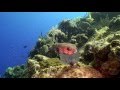 videos de Reef Diving Tropical