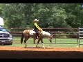 Real Golden Asset: APHA Buckskin Paint Stallion for Sale Real Golden Asset: APHA Buckskin Paint Stallion for Sale