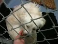 Truman at RISPCA