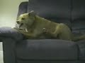 Cachorro maluco