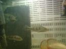 CICHLA MONOCULUS PEACOK TUCUNARÉ