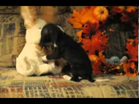 Starkie video Italian greyhound shipping included