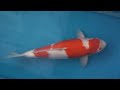 nisai Love Queen Kohaku 59cm.mpg