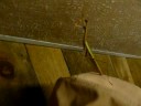 Praying mantis Praying mantis