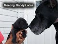 Lucas X Seven pup ~ 2-3 Weeks Old