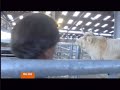 BBC newsreader corpsing after getting tangled up by double-entendre and a large bull story