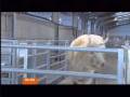 BBC newsreader copsing after getting tangled up by double-entendre and a large bull story