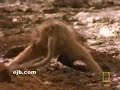 Macaquinho no sufoco!