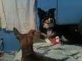 collie crys collie crys