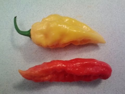 how to harvest ghost peppers