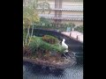 Video screenshot