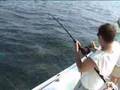 Deep Sea Fishing (Dusky Shark)