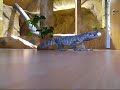 varanus albigularis beim Eier fressen