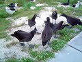 Blackfooted Albatross Mating Dance