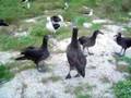 Blackfooted Albatross Mating Dance