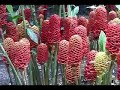 Costa Rica & Panama music: exotic birds flowers wildlife